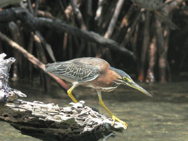 31- Heron strie a l'affut 
